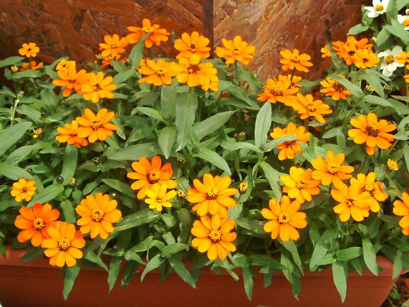 �W�j�A�E�v���t���[�W����(Zinnia Profusion)